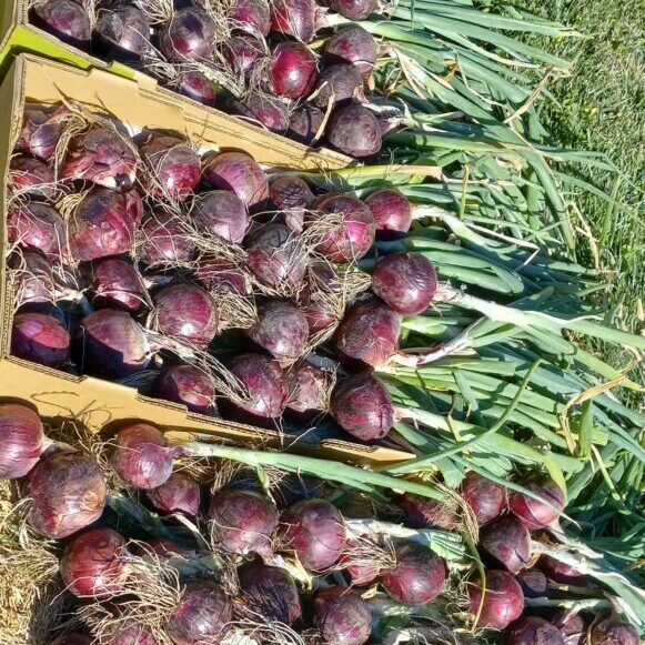 Donated Red Onions